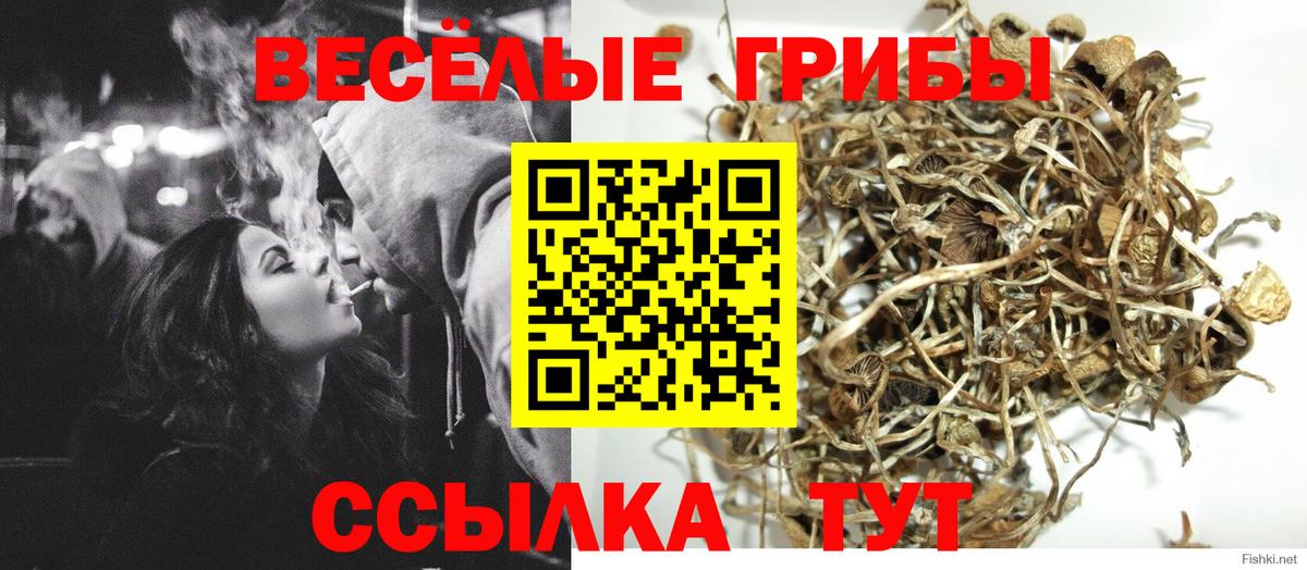 Псилоцибиновые грибы Psilocybine cubensis Симферополь